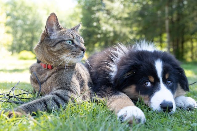 Dog and Cat sitting in grass together